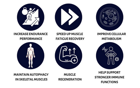 Longevity Dietary Supplement Benifits